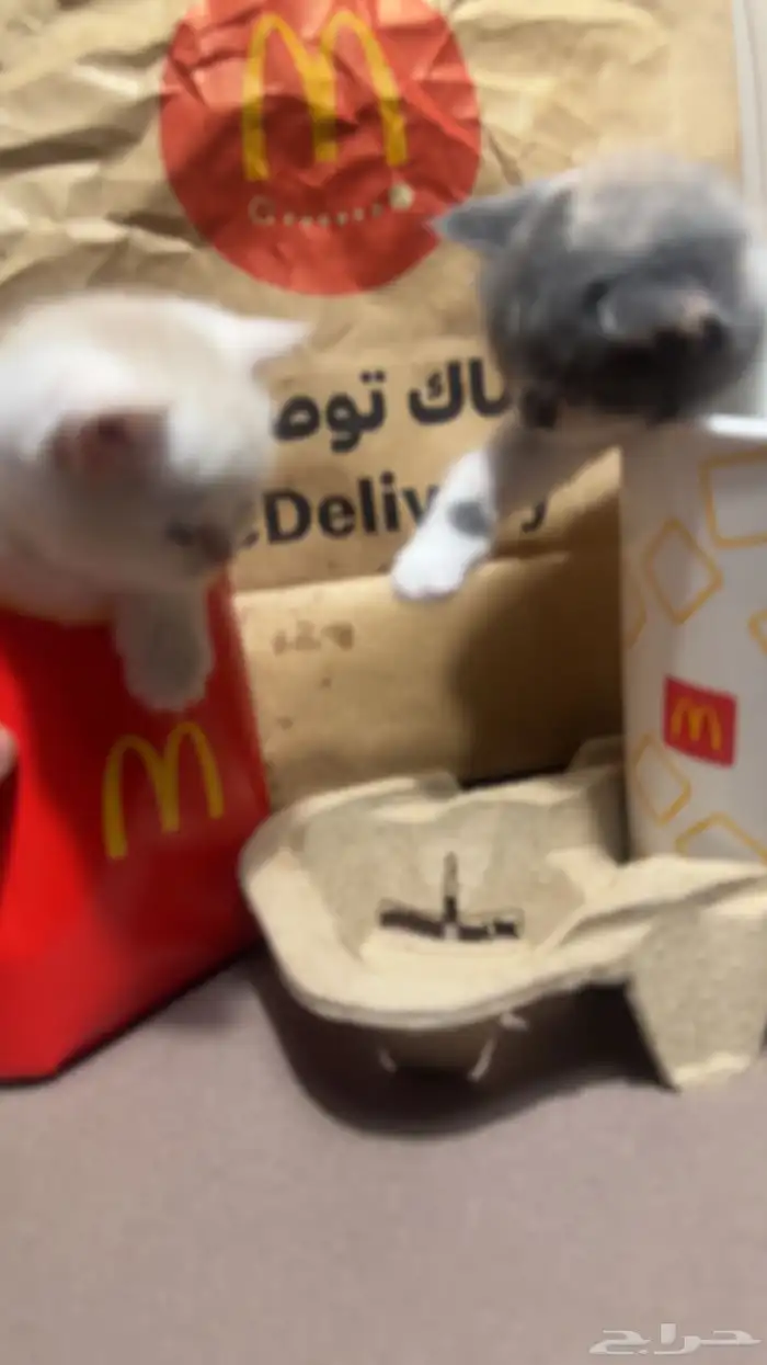 سكوتش فولد و سكوتش ستريت للبيع 1