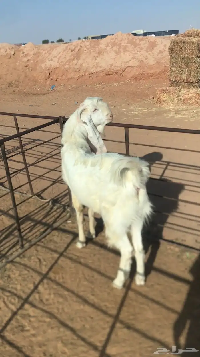 للبيع تيس فحل شرط توا طالع ثني 0