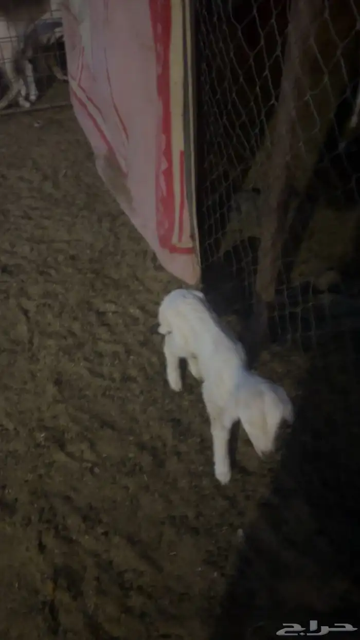 للبيع رفيديه والد 3