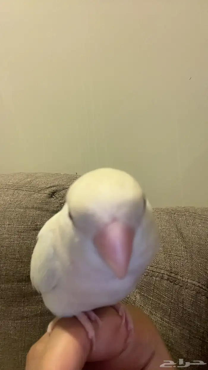 روز ضايع اليوم الساعه 3 العصر بالرس اللي يحصله يتواصل معي 0