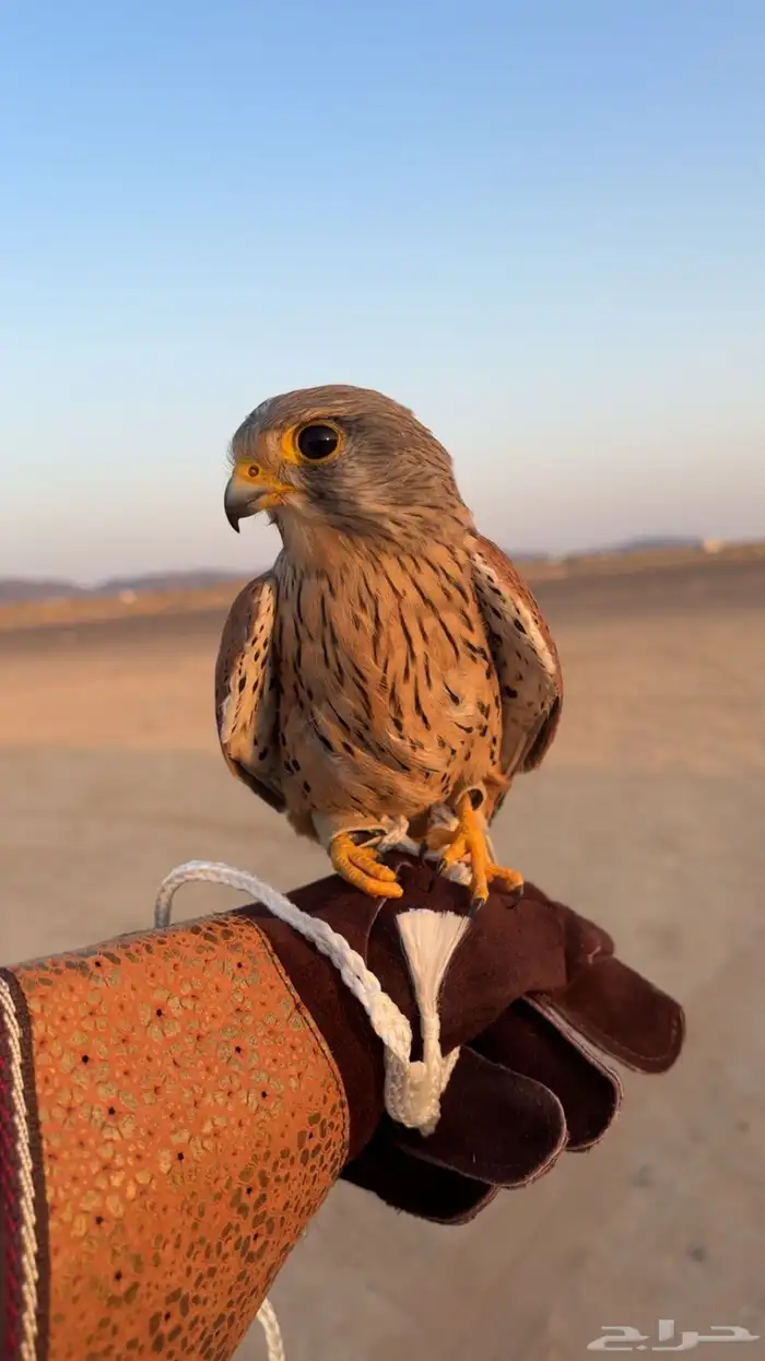 مطلوب بكه او جليميه او باشق بعفيف وسعر معقول 0