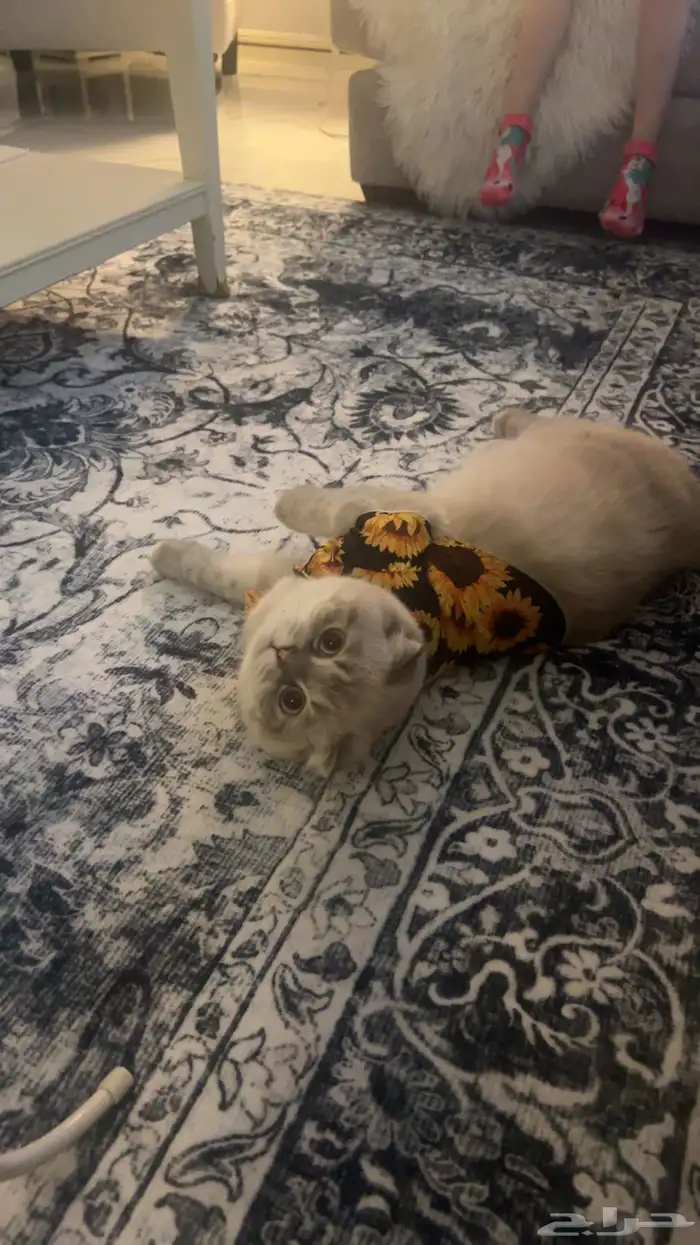 قط ذكر سكوتس فولد للتبني 2