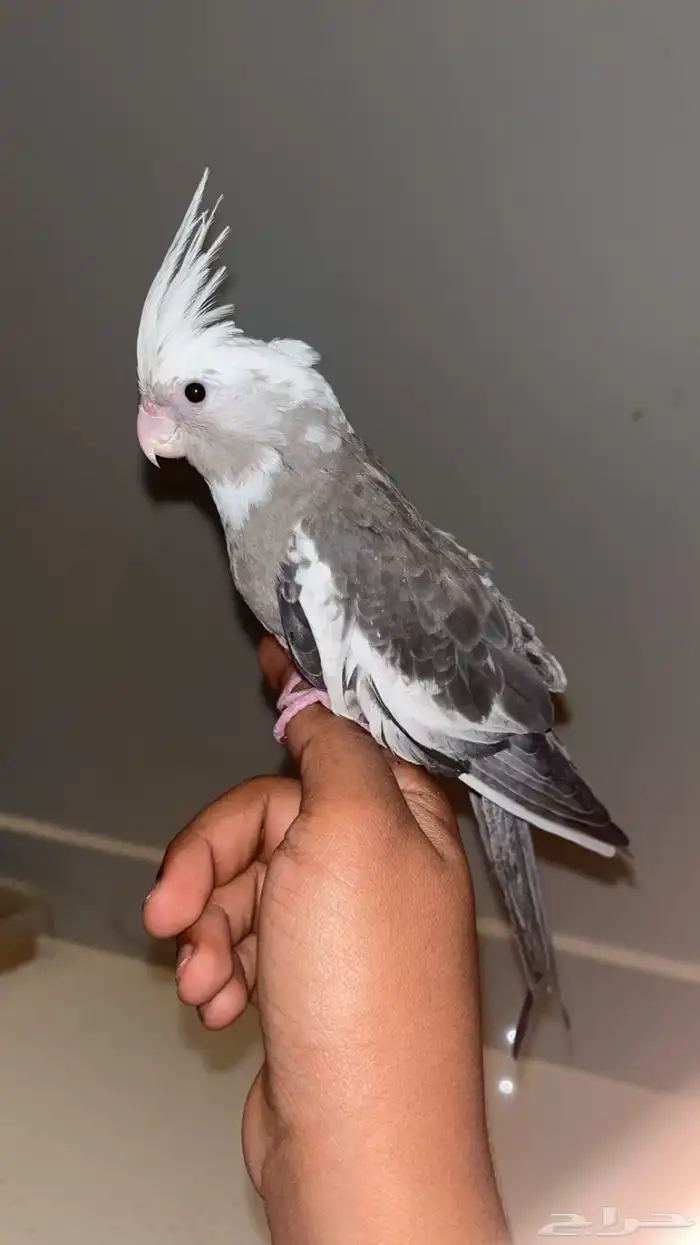 فرخ كروان. البيع سمح 1