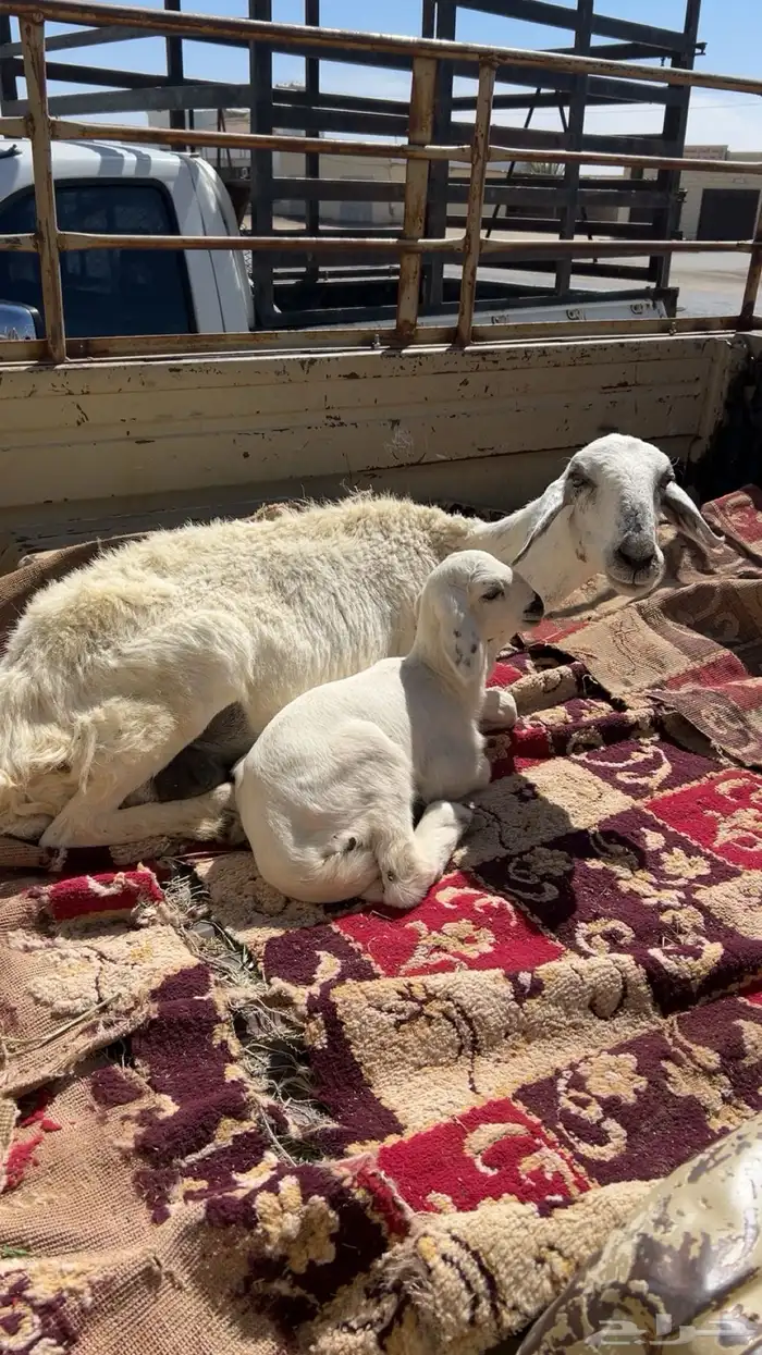 شاه جامع عليها طلي 0