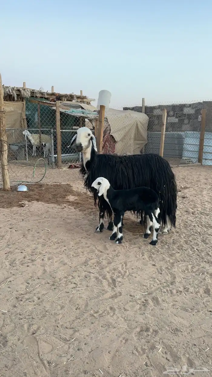 نجدية تحتها خاروف 0