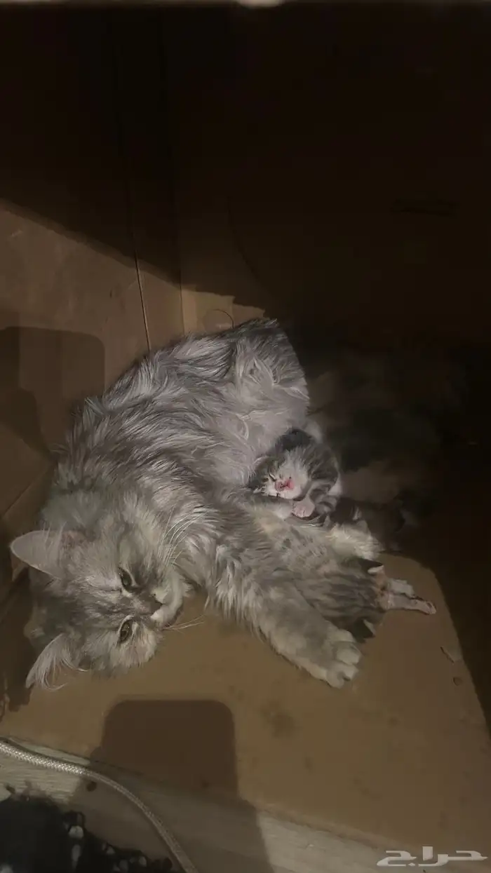 قطه للتبني لمدة 10 ايام معها اطفال 3 بمستلزماتها 0