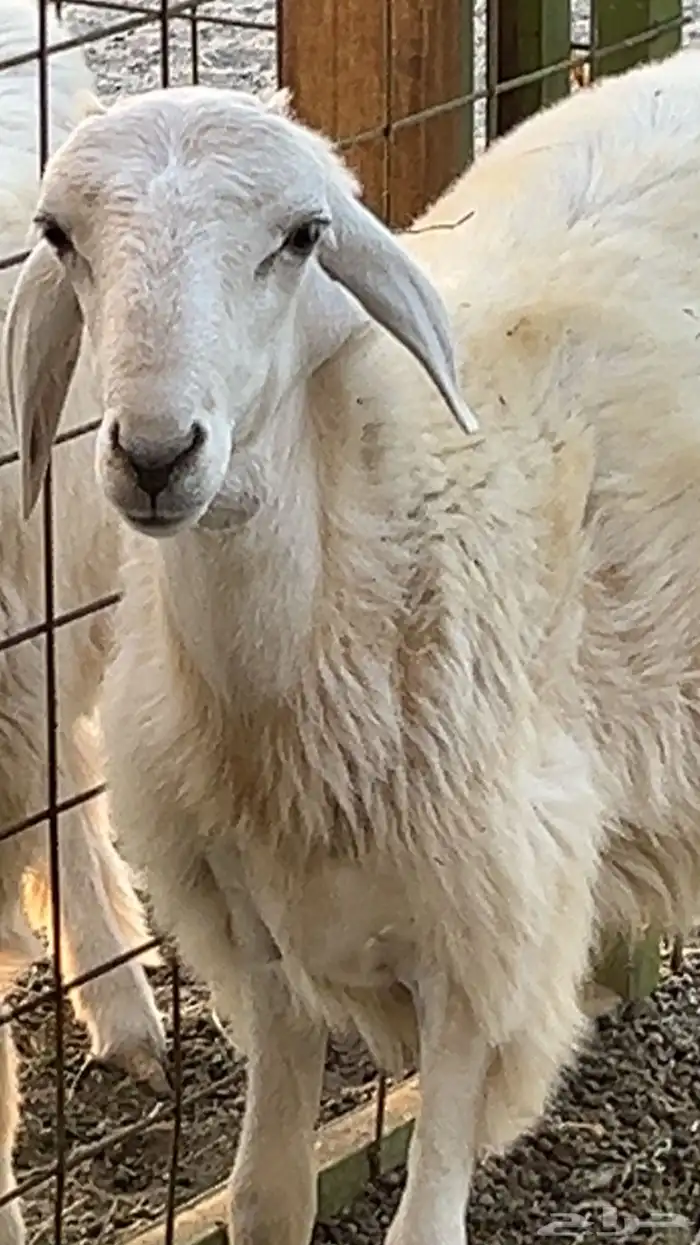 طليان حريه ورخل 3