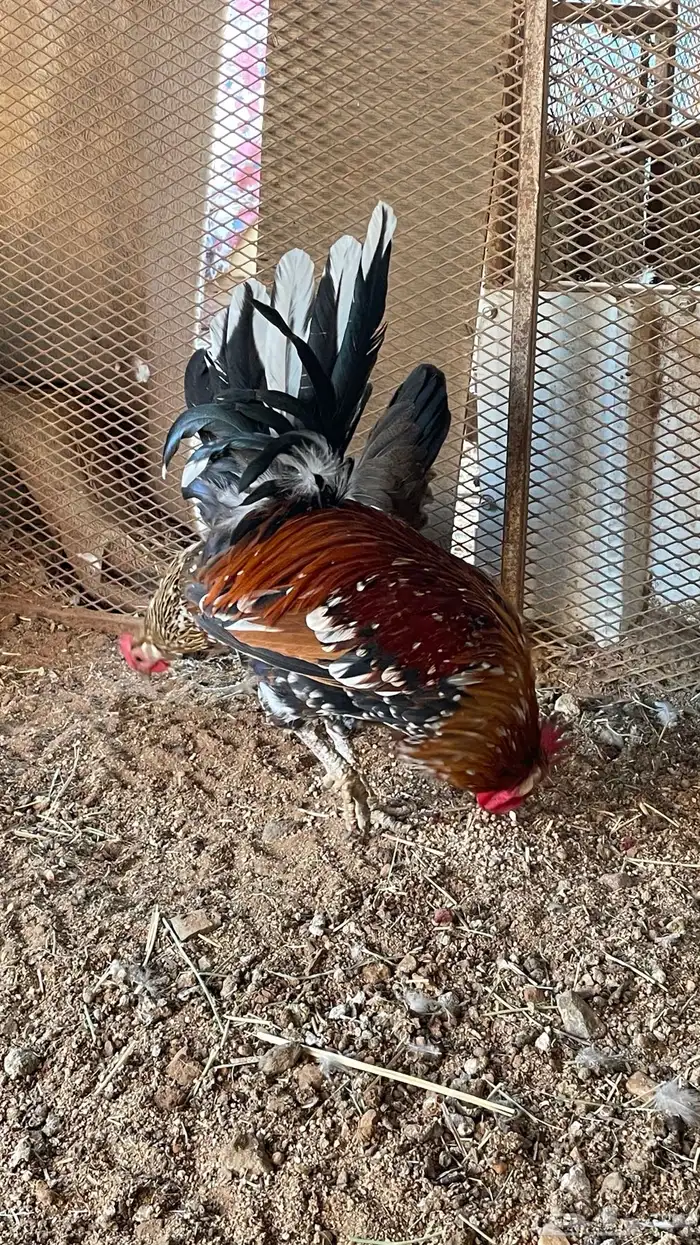 دجاج ماكنتوش دم صافي سلاله صافيه 12