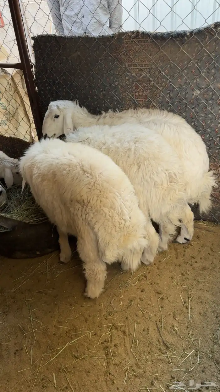 طليان فاخره 2