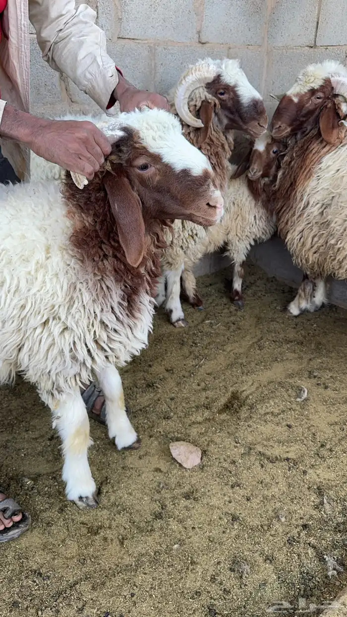 خرفان نعيم للبيع 5
