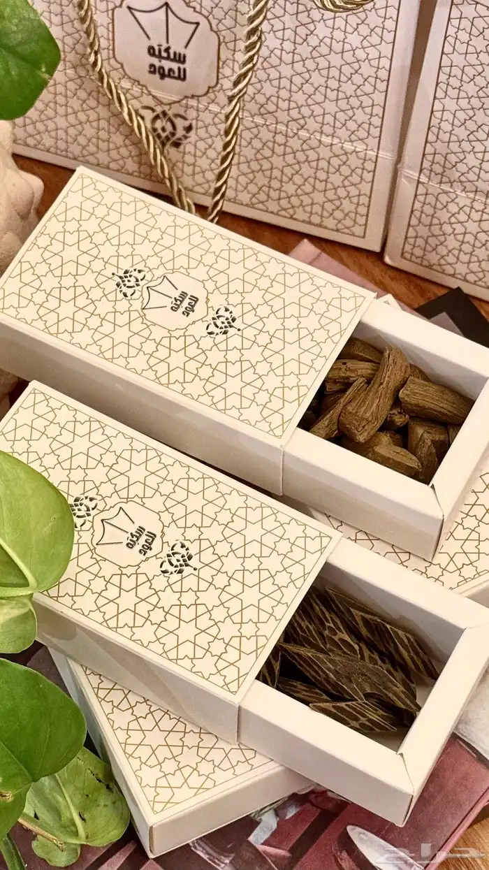 عود تايقر كمبودي وعود دقة الموروكي 2