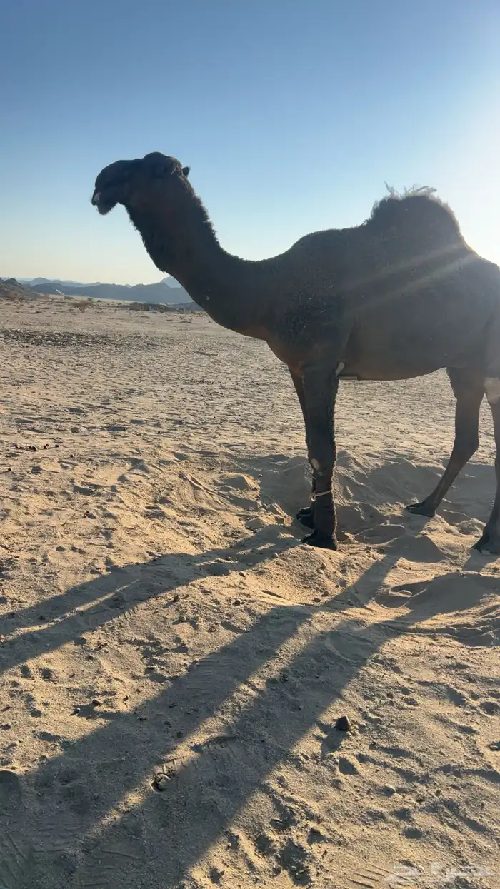 قعود جذع دبياني 0