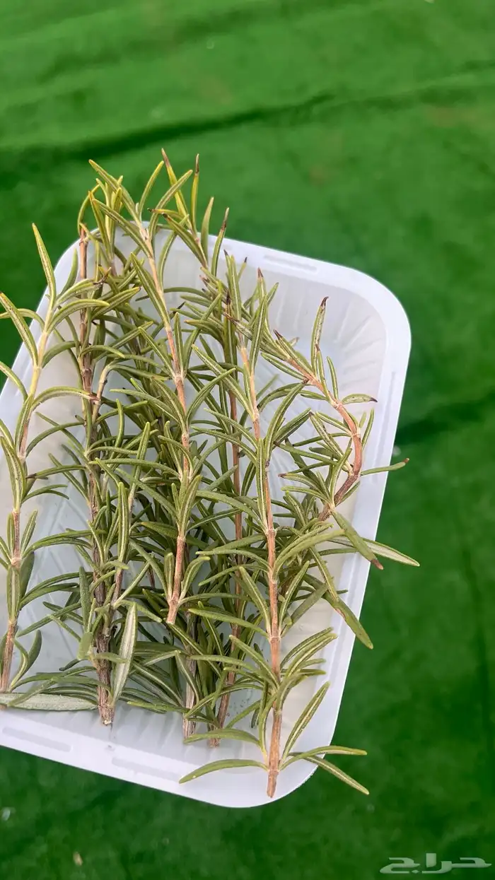 اكليل الجبل 5