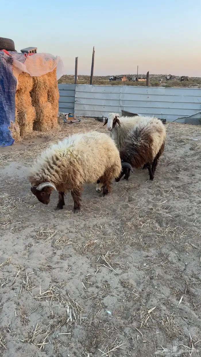 خرفان نعيم 1