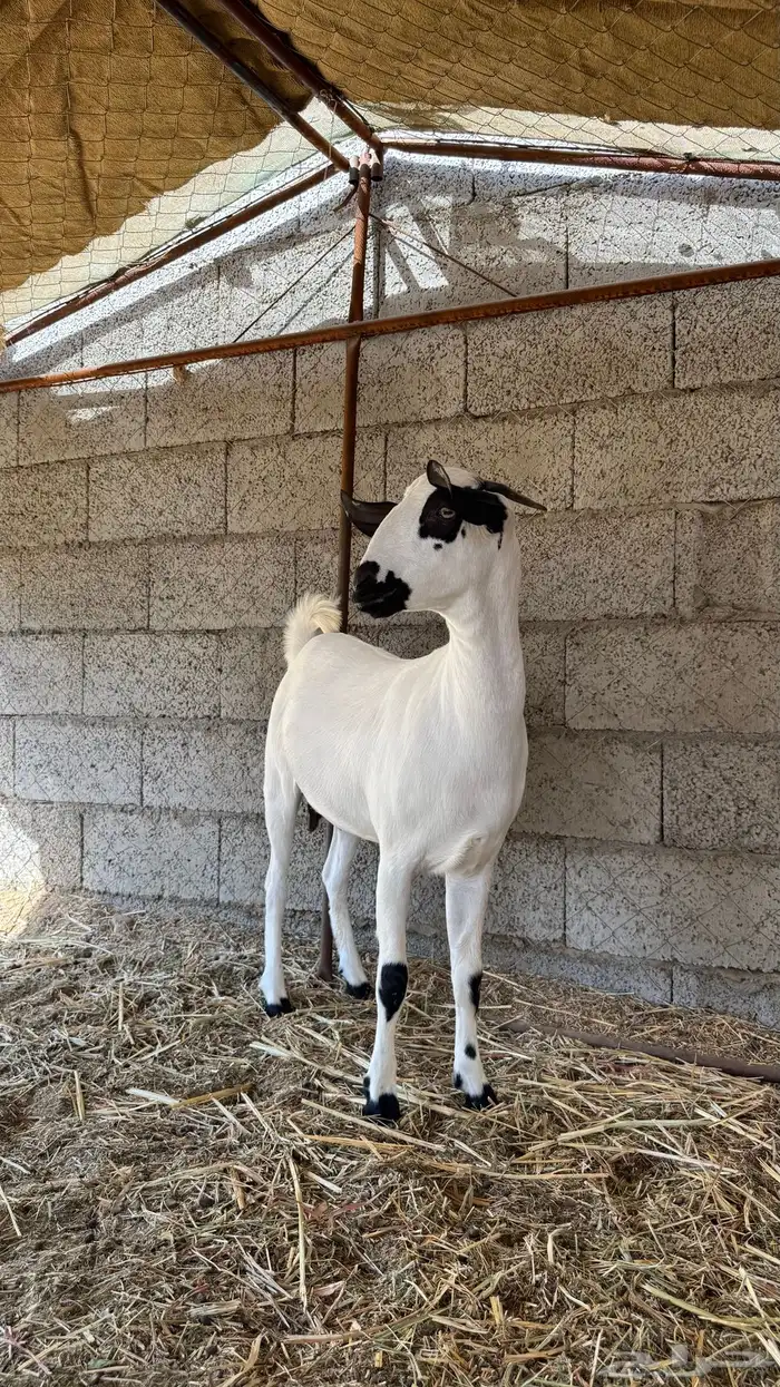 اعرض لكم ماعز بيشي العمر 7 شهور خاليه من جميع العيوب 1