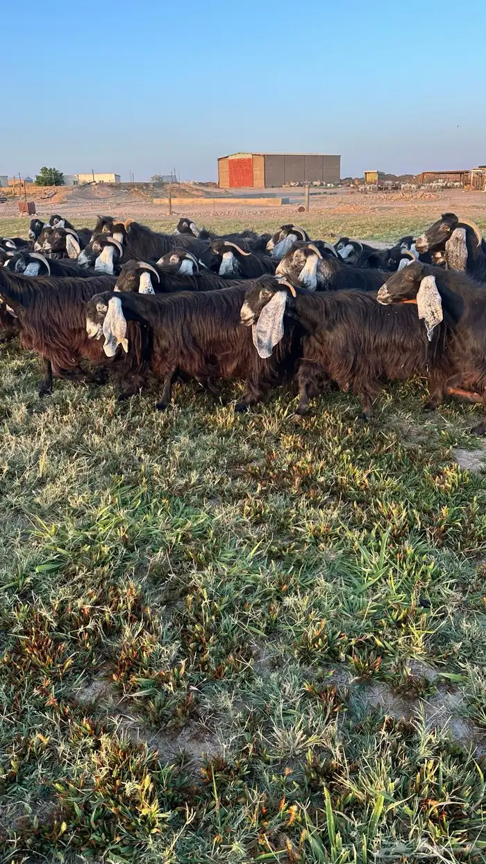 للبيع معزاء عوارض 7