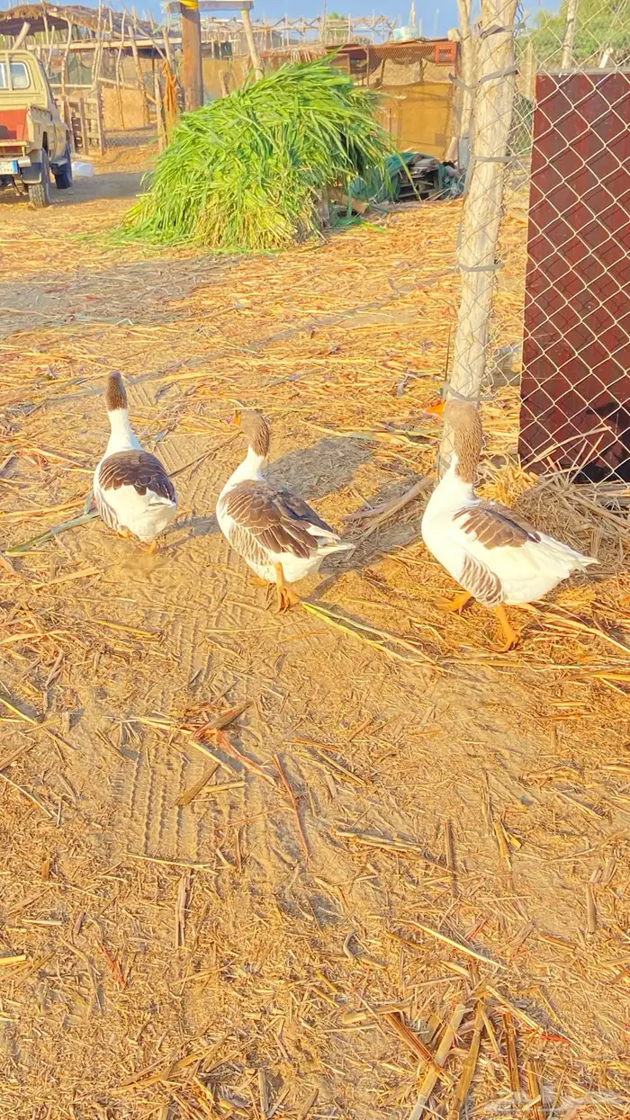 وز للبيع ذكر وثنتين اناث 5