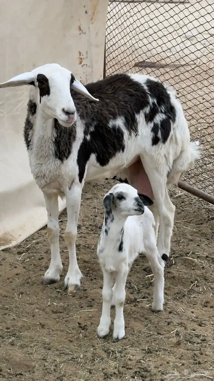 جذعه عليها طلي 0