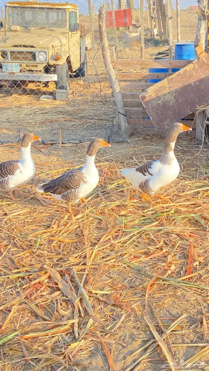 وز للبيع ذكر وثنتين اناث 2