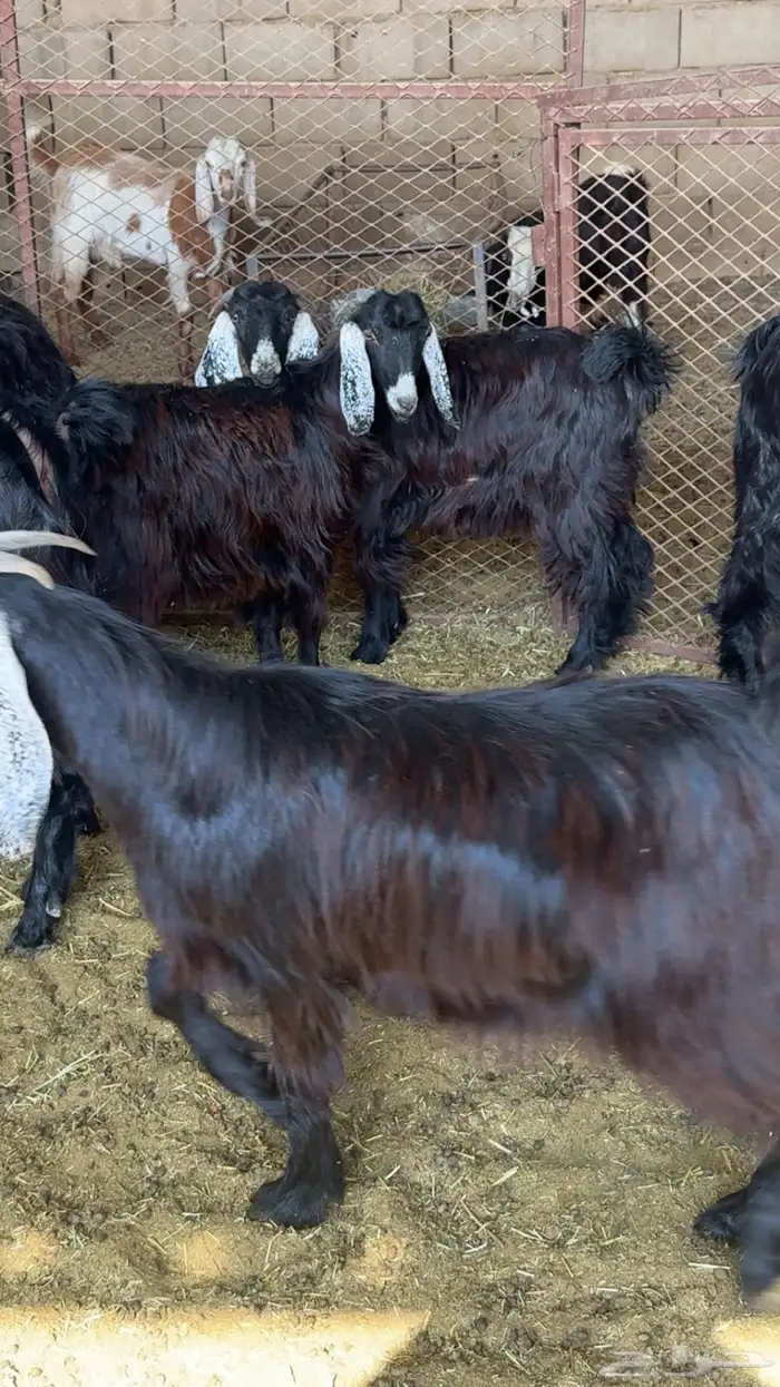 تيوس وجفار 1