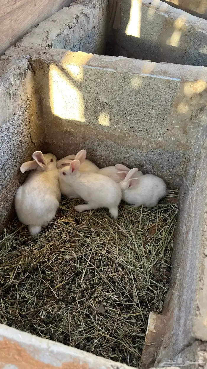 ارانب فرنسية 3