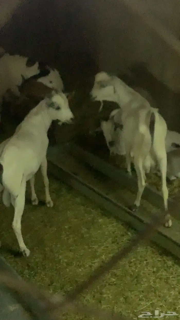 للبيع سواكن وتيوس 4