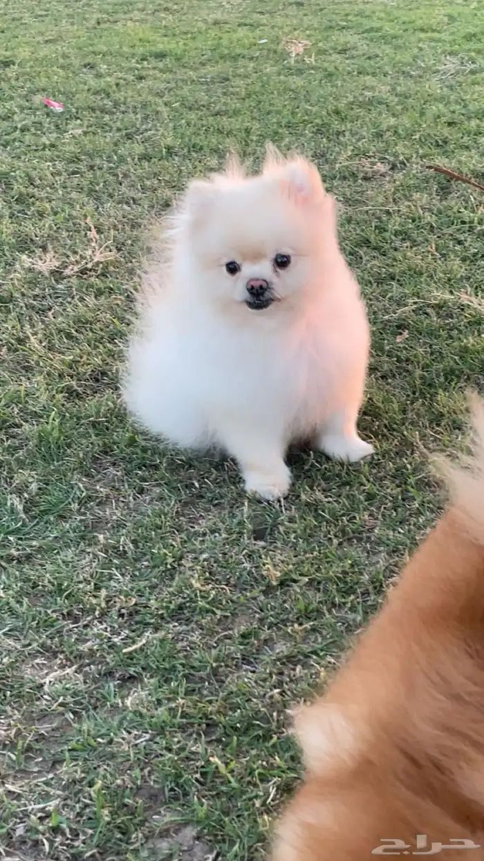 للبيع ذكر بومرينيان 0