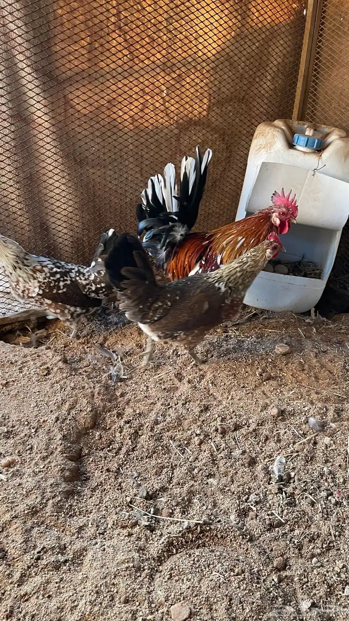 دجاج ماكنتوش دم صافي سلاله صافيه 1