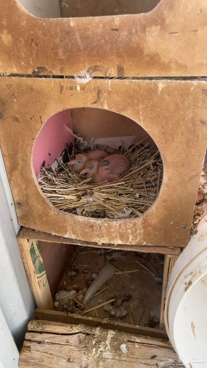 ماشاءالله تبارك الله للبيع قطايف معاريف 11