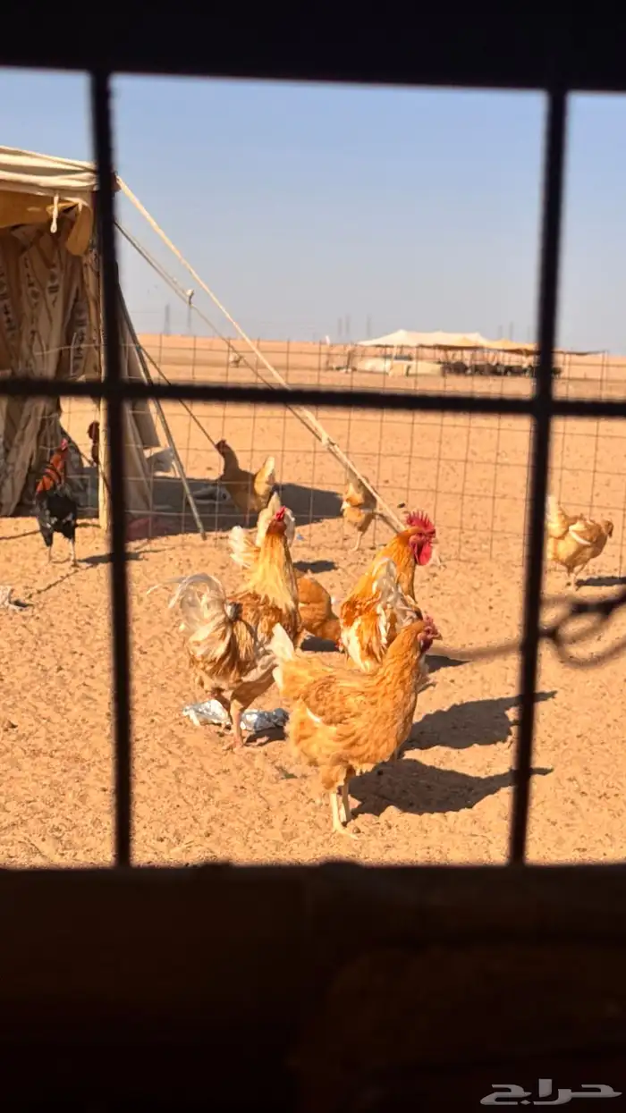 ديكه لوهمان وبلدي 5