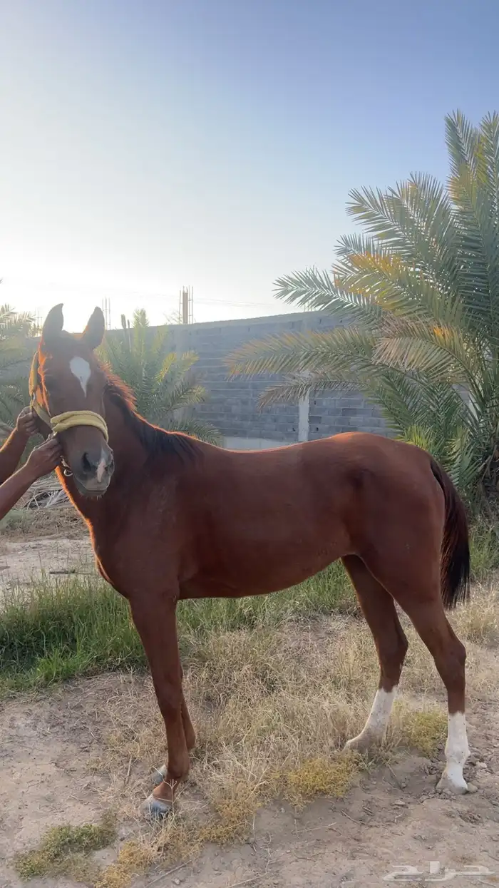 فرس شعبية كفو 3