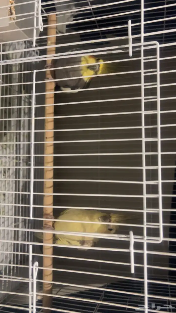 جوز كروان للبيع 0