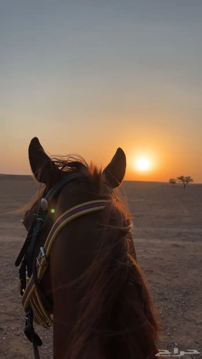 حصان عربي صقلاوي حمداني 3