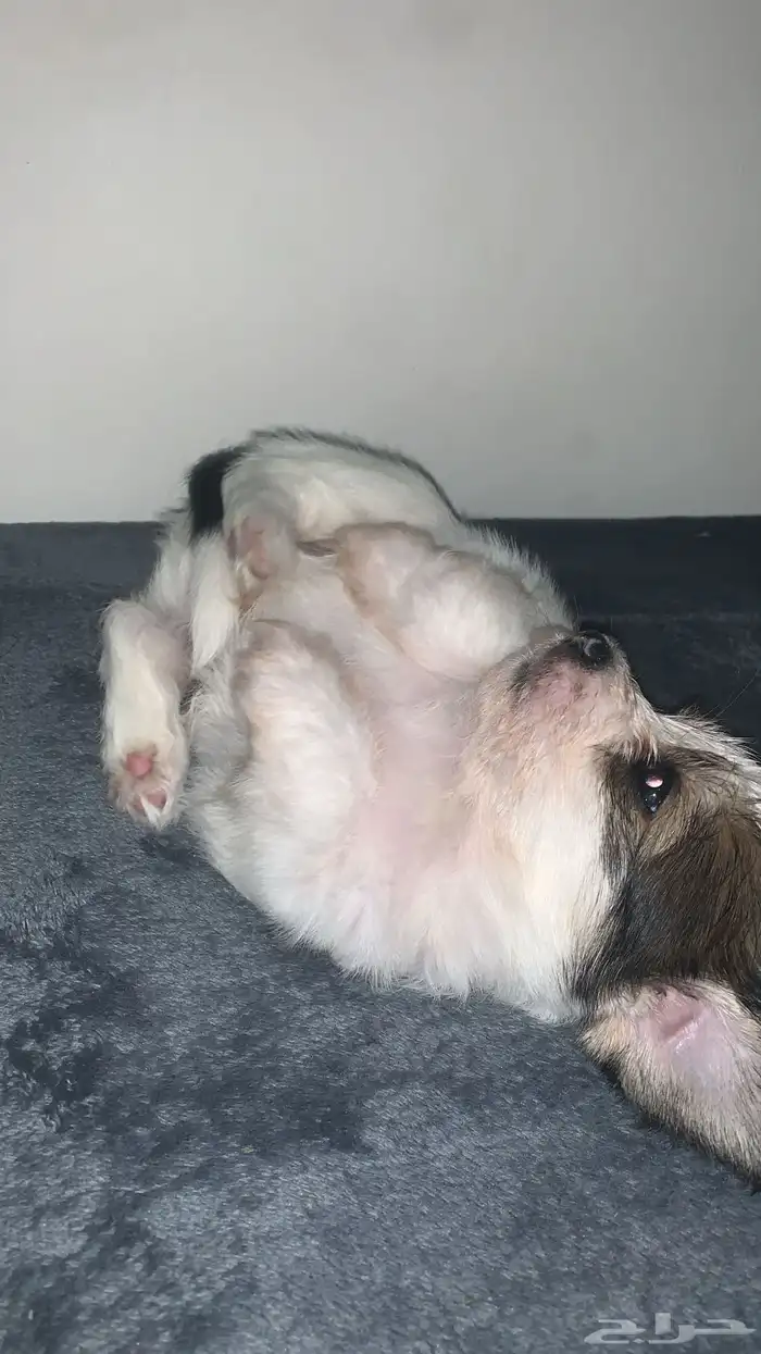 جرو مالتيز مكس41 يوم 0