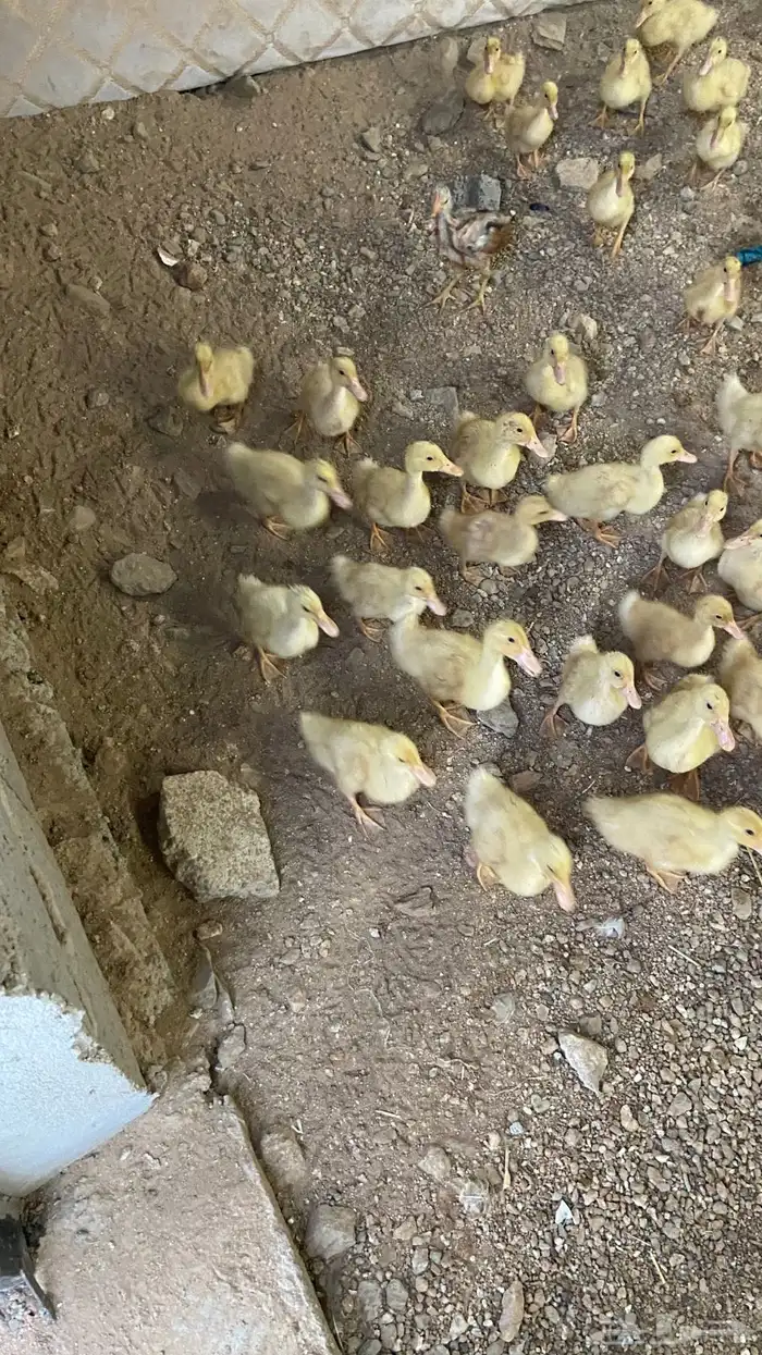 صوص بط للبيع 0