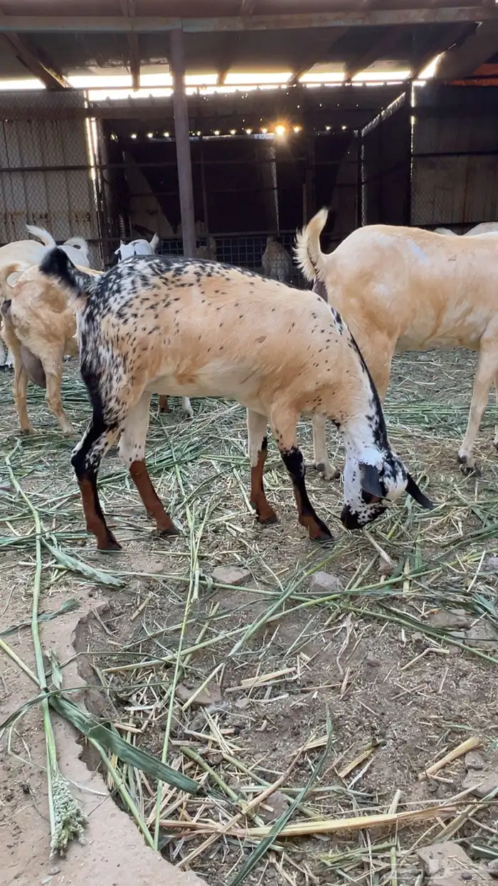 للبيع معزا بيشيات صنف 3