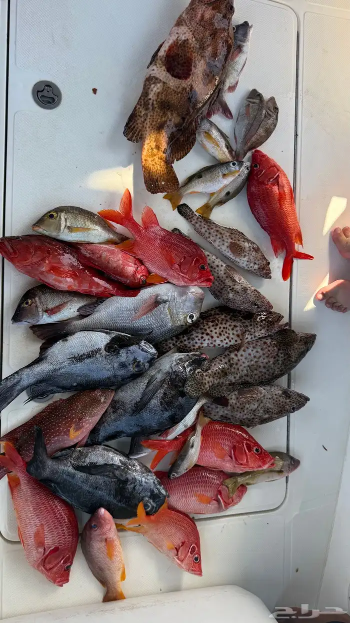 قارب رحلات بحرية 6