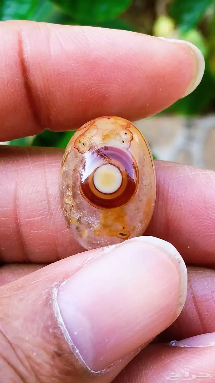 سليماني هندي 0