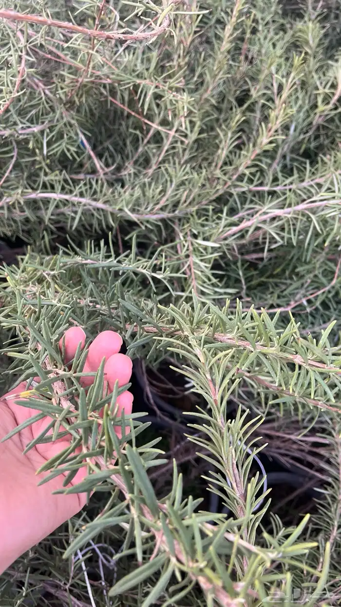 اكليل الجبل 1