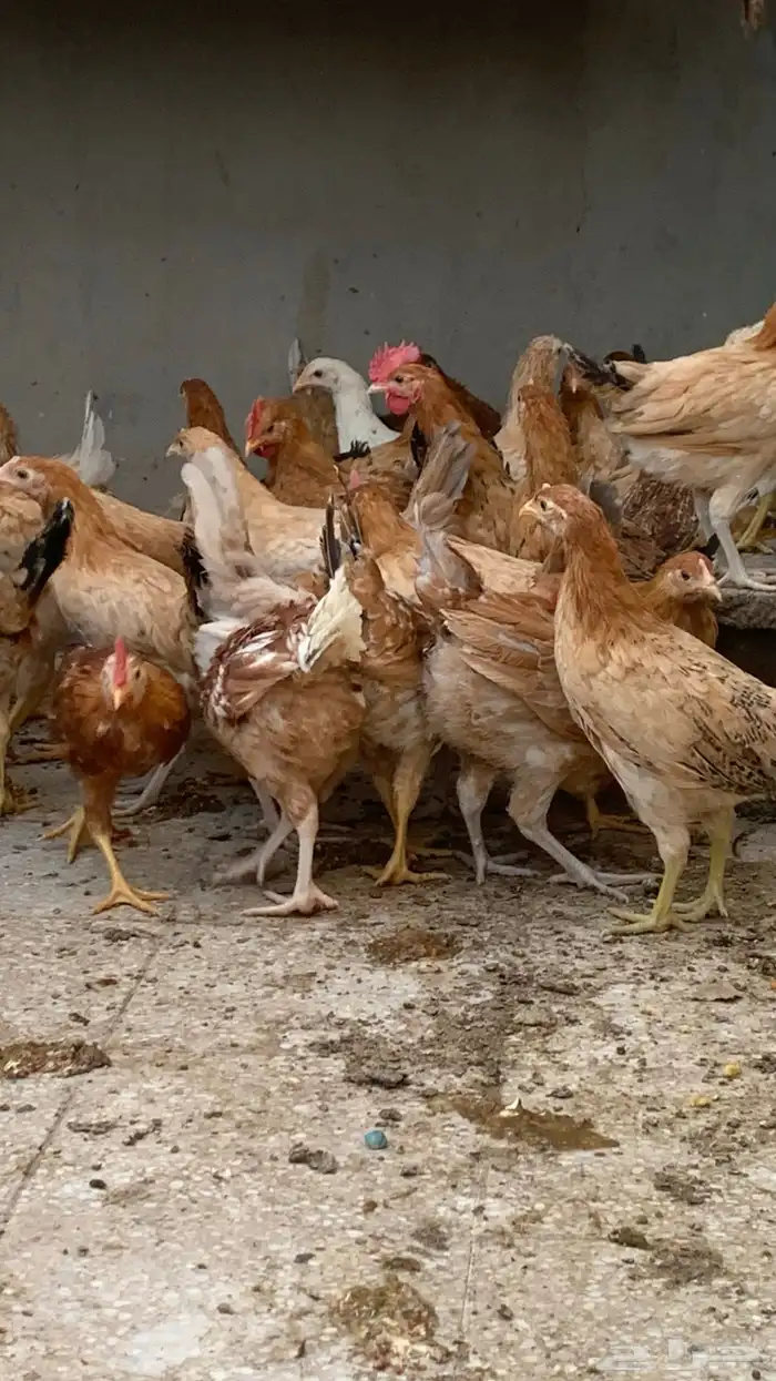 دجاج بلدي عمر من ثلاثه إلى اربعه اشهر 1