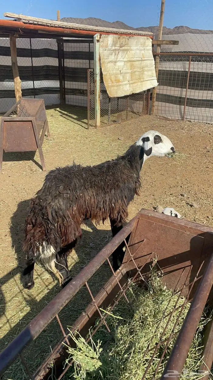 نعجه نجديه تحتها رخل(تم البيع) 8