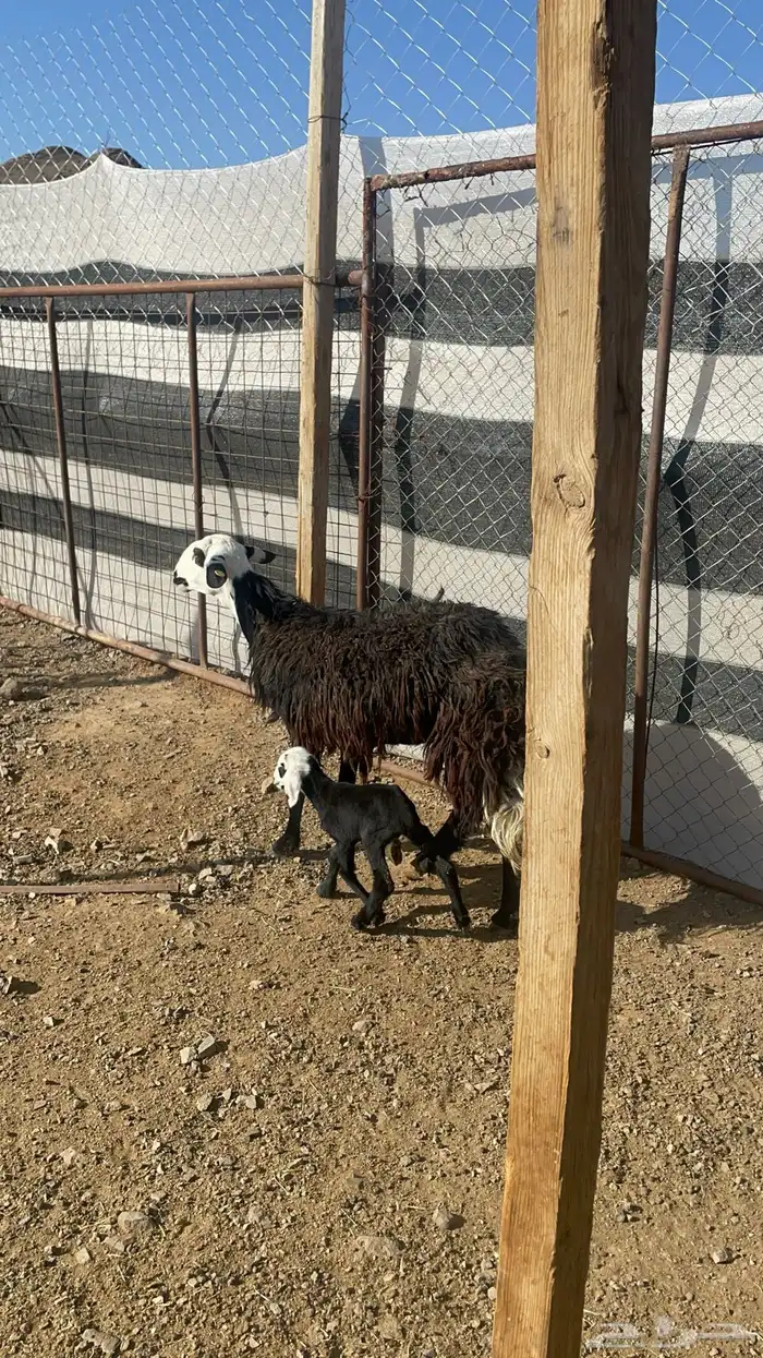 نعجه نجديه تحتها رخل(تم البيع) 2