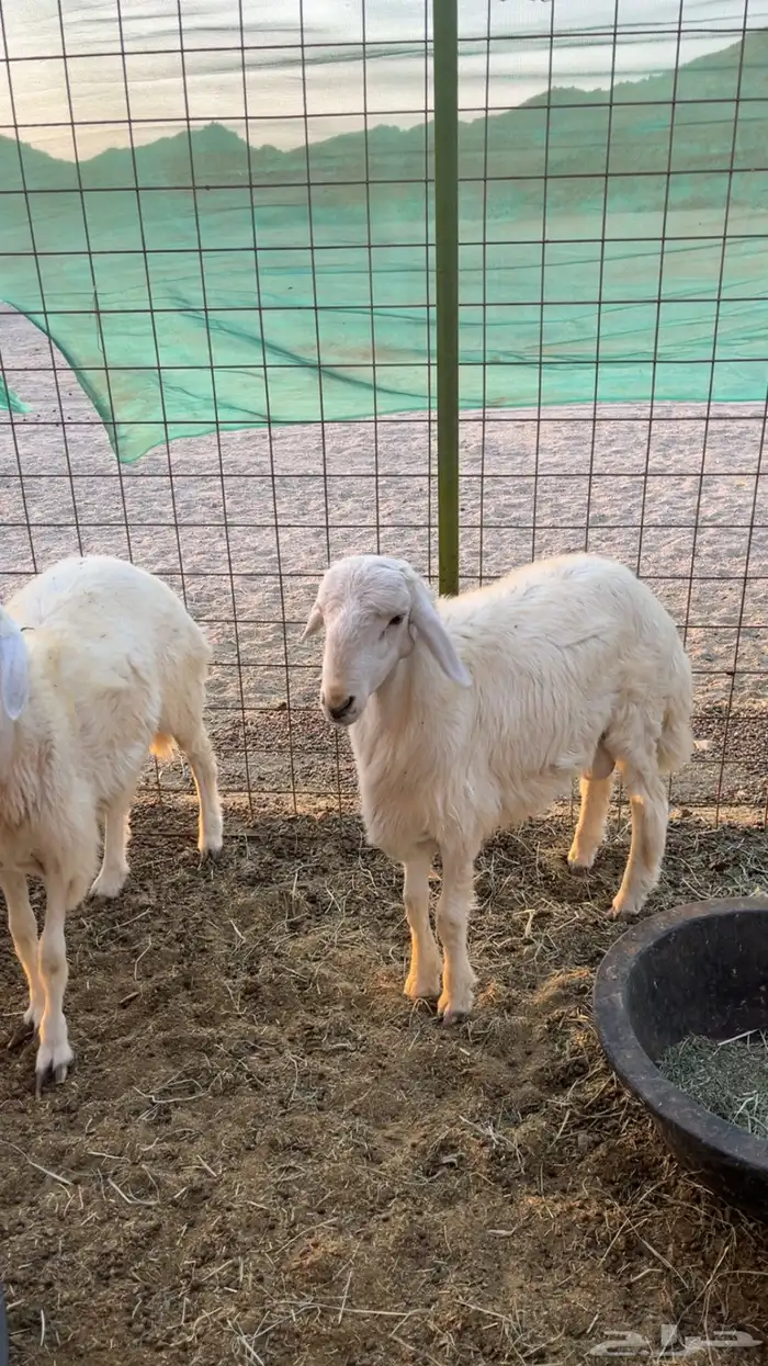 طليان حريه ورخل 0