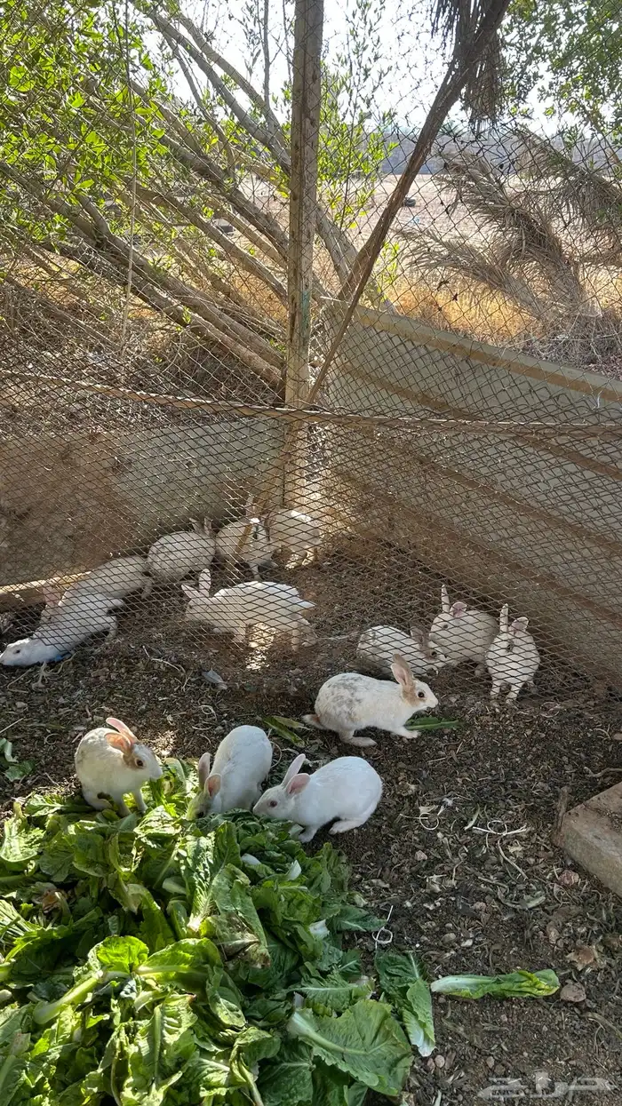 ارنب قرنسي العدد فوق 20 3