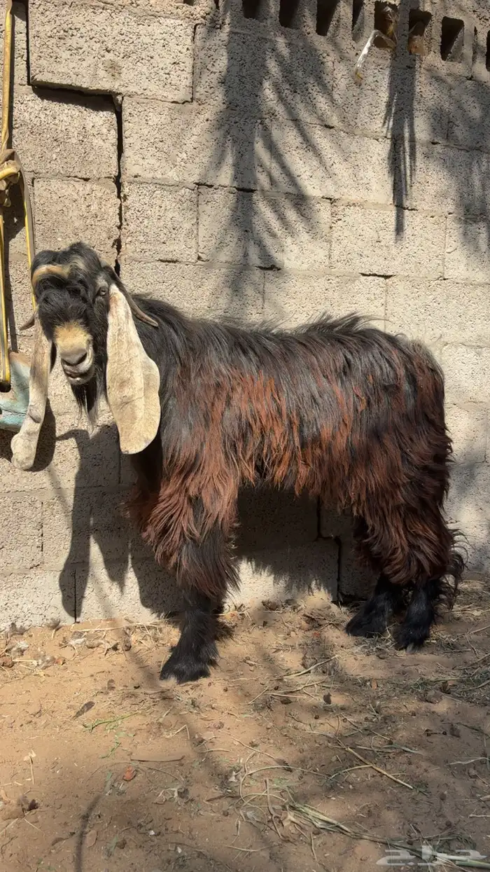 تيس عارضي ثني شرط القريع 2