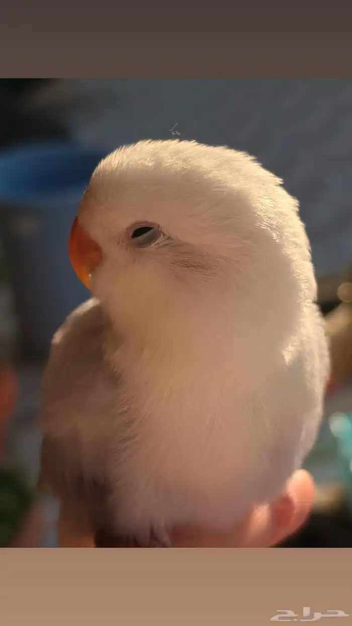 عصفور روز اليف للبيع او للبدل 0