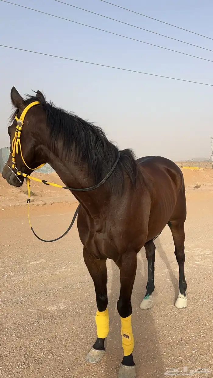 حصان انقليزي سبق 3