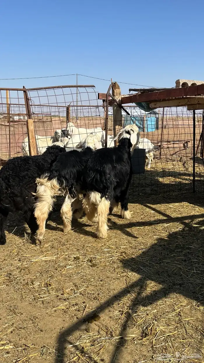 خرفان نجد ذبائح 4