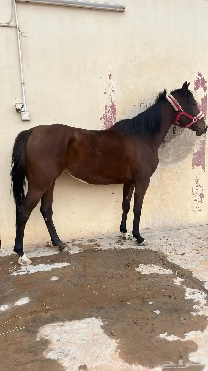 فرس تحتها مهره 7