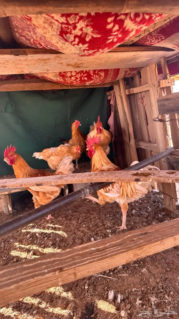 ديكه لوهمان وبلدي 6